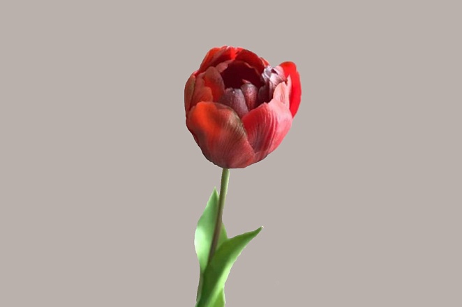 Тюльпан пионовидный красный