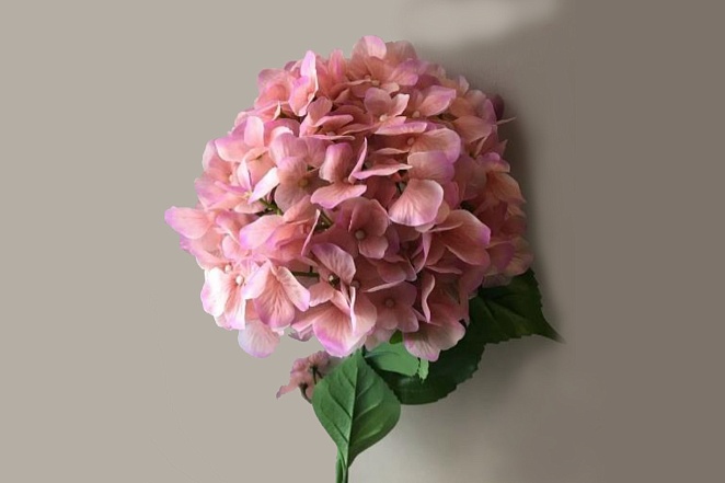 Гортензия розовая