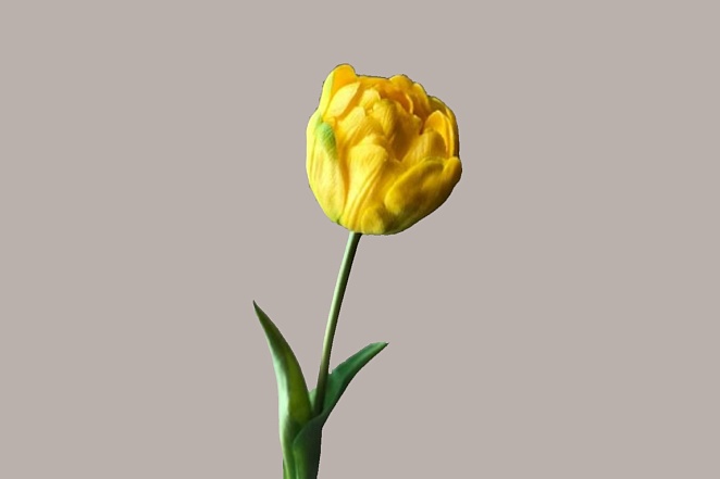 Тюльпан пионовидный жёлтый