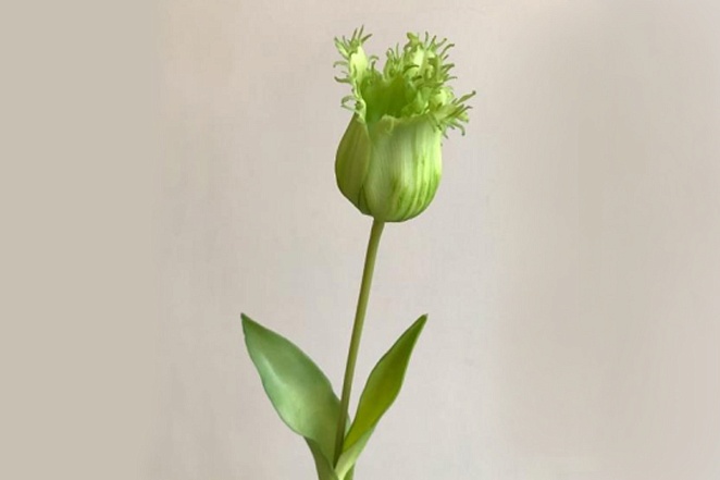 Тюльпан махровый зелёный