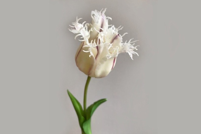 Тюльпан махровый белый