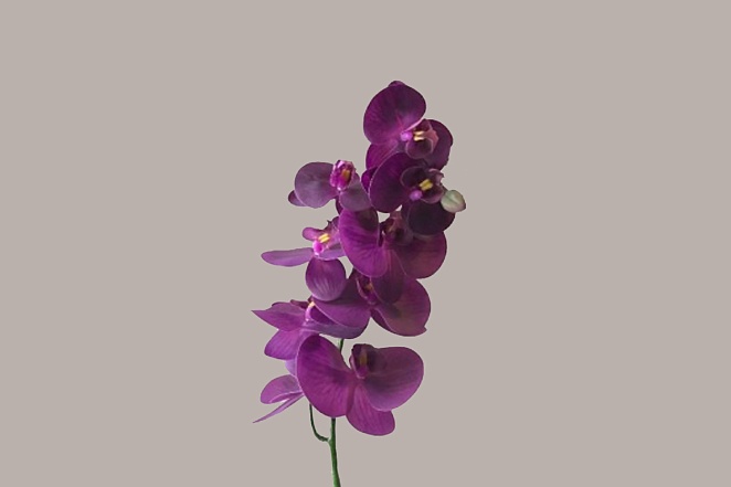 Орхидея сиреневая